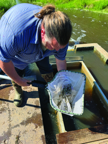 Sault tribe Fisheries Program stocks more than 1 million fish